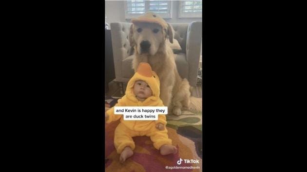 Golden Retriever named Kevin babysits baby Hank. Video is cute beyond  imagination