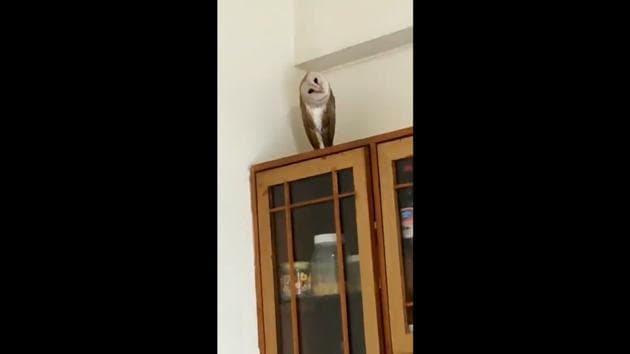 The owl first sat on the floor but eventually made itself comfortable on a cabinet. (Twitter/@rspathania) The owl first sat on the floor but eventually made itself comfortable on a cabinet. (Twitter/@rspathania)
