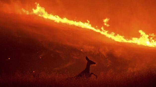 A deer flees flames as the Quail Fire burns near Winters, California on June 6. The cause of the fire is yet to be ascertained. (Noah Berger / AP)