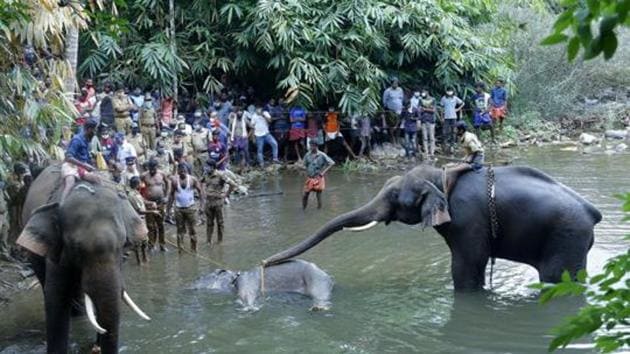 Elephants pull a 15-year-old pregnant wild elephant who died after suffering injuries, in Velliyar River, Palakkad district of Kerala.(AP)