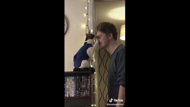 The clip has been set to a track titled ‘Take Your Man’ and shows the feline doing just that. (TikTok/@jessmasterman) The clip has been set to a track titled ‘Take Your Man’ and shows the feline doing just that. (TikTok/@jessmasterman)