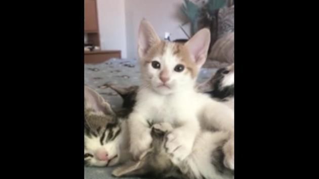 Is this cat 'drinking' another kitty? Watch video to find out | Trending - Hindustan Times Is this cat 'drinking' another kitty? Watch video to find out | Trending - Hindustan Times