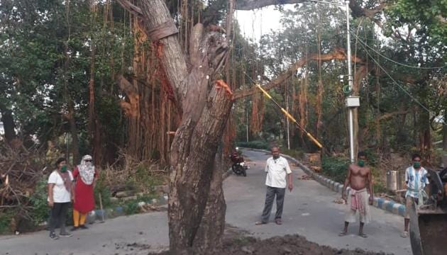 A tree which was uprooted during cyclone Amphan in Kolkata being re-fixed.(Sourced Photo)