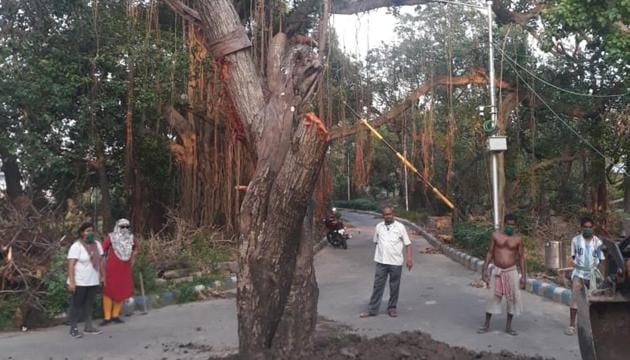 A tree which was uprooted during cyclone Amphan in Kolkata being re-fixed.(Sourced Photo) A tree which was uprooted during cyclone Amphan in Kolkata being re-fixed.(Sourced Photo)