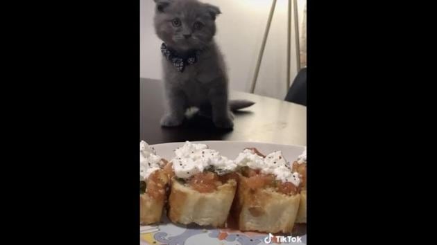 This image shows Carl the chef cat. (TikTok/@littlechefcarl) This image shows Carl the chef cat. (TikTok/@littlechefcarl)