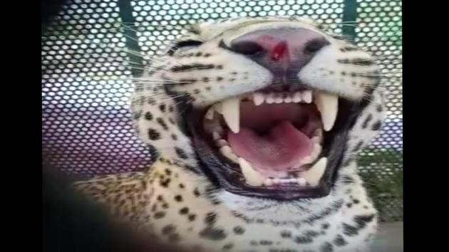 Forest officials have captured a leopard after it was seen near IIT multiple times in Indore.(ANI)