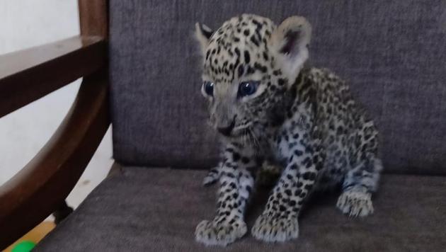 The 25-day-old cub was found on June 1 near sugarcane fields close to Pandavleni near the banks of Waldevi river. The 25-day-old cub was found on June 1 near sugarcane fields close to Pandavleni near the banks of Waldevi river.