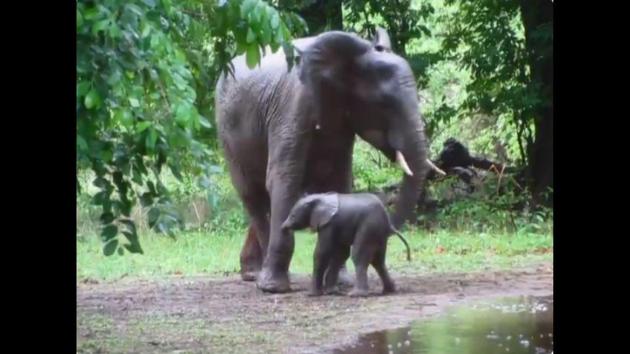 Minute Old Baby Elephant Dances While Taking First Steps Video Is Beyond Adorable Hindustan Times