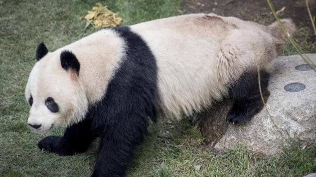 Runaway Panda Returned Safely To Denmark Zoo Trending Hindustan Times