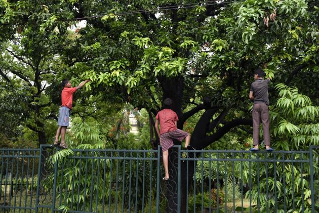 Eternal pleasures: Children picking mangoes.(Dheeraj Dhawan/Hindustan Times)