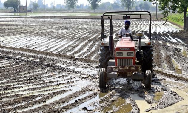 Daily wagers plant paddy seedlings in the field near Daad village on the outskirts of Ludhiana. (GURPREET SINGH/HT) Daily wagers plant paddy seedlings in the field near Daad village on the outskirts of Ludhiana. (GURPREET SINGH/HT)