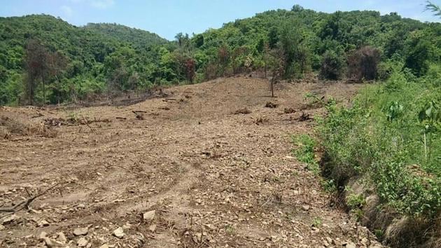 Large number of trees were cut across a two-acre patch near Bambarde village in the proposed wildlife corridor area in Dodamarg taluka on June 4. (Maharashtra forest department) Large number of trees were cut across a two-acre patch near Bambarde village in the proposed wildlife corridor area in Dodamarg taluka on June 4. (Maharashtra forest department)