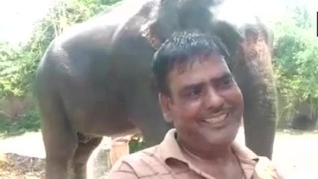 Akhtar Imam, chief manager of the Asian Elephant Rehabilitation and Wildlife Animal Trust (AERAWAT), said he has been looking after elephants since the age of 12.(Twitter/@ANI)