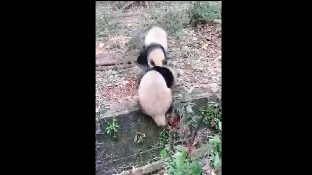 The image shows the naughty panda siblings.(Twitter/@susantananda3)