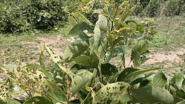 A fresh swarm was spotted moving across six of the seven ranges of Pench Tiger Reserve (PTR) between Monday and Tuesday. (HT Photo) A fresh swarm was spotted moving across six of the seven ranges of Pench Tiger Reserve (PTR) between Monday and Tuesday. (HT Photo)