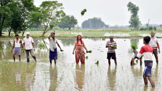 Farm workers sowing paddy in a field near Mudhal village in Amritsar on June 9. In farmlands, open plan office spaces or floors chequered with cubicles, distance is key to the effective and continued functioning of our workplaces in the near future. (Sameer Sehgal / HT Photo )