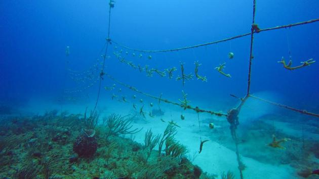 A general view shows a coral reef being raised for research by the National Aquarium of Cuba in Havana, Cuba, June 4, 2020. Picture taken on June 4, 2020. (REUTERS)