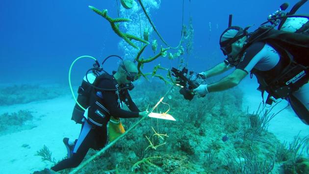 Divers check a coral reef being raised for research by the National Aquarium of Cuba in Havana, Cuba, June 4, 2020. Picture taken on June 4, 2020. (REUTERS)