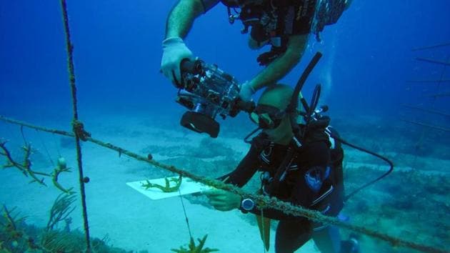 Divers check a coral reef being raised for research by the National Aquarium of Cuba in Havana, Cuba, June 4, 2020. Picture taken on June 4, 2020. (REUTERS)