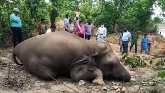 One of the elephants was found dead on Tuesday, (HT photo) One of the elephants was found dead on Tuesday, (HT photo)
