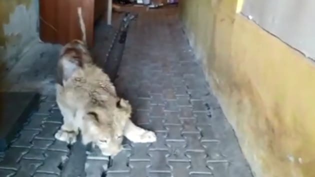 Simba the lion cub walking on his own after the surgery.(Instagram/karendallakyan)