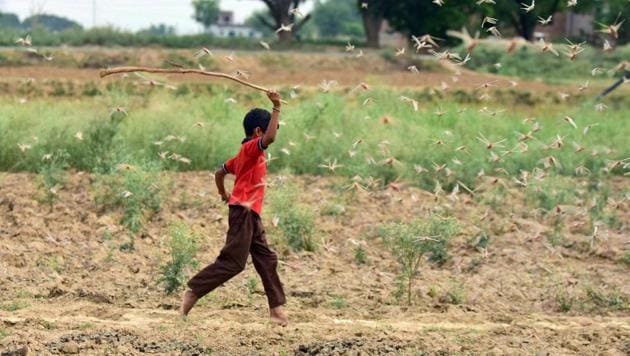 A child attempts to chase away a swarm of locusts over a field in the outskirts of Prayagraj on Wednesday.(PTI File Photo) A child attempts to chase away a swarm of locusts over a field in the outskirts of Prayagraj on Wednesday.(PTI File Photo)