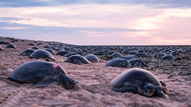 Turtles nest on Raine Island, far North Queensland, Australia.(REUTERS)