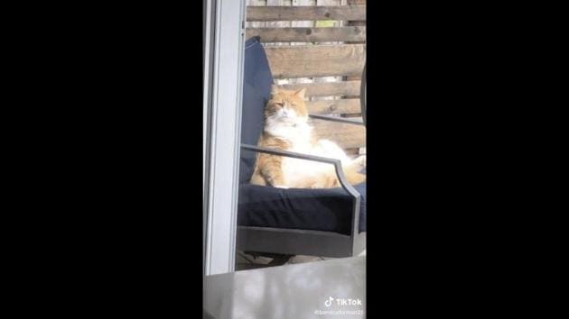 Call This Cat A Distinguished Gentleman Because It Is Definitely Sitting Like One Watch Hindustan Times