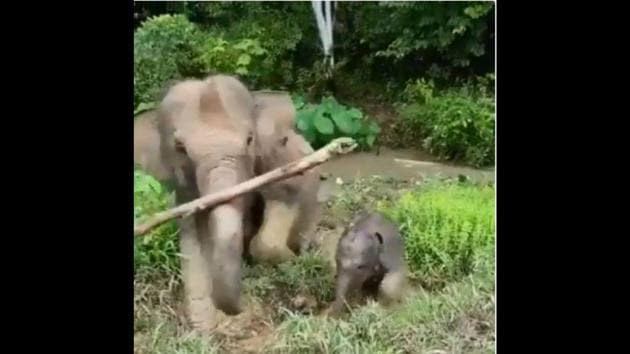 Baby Elephant Learning To Walk Gets Help From Mama In This Sweet Clip Watch Hindustan Times