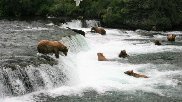 Webcam catches bears in Alaska