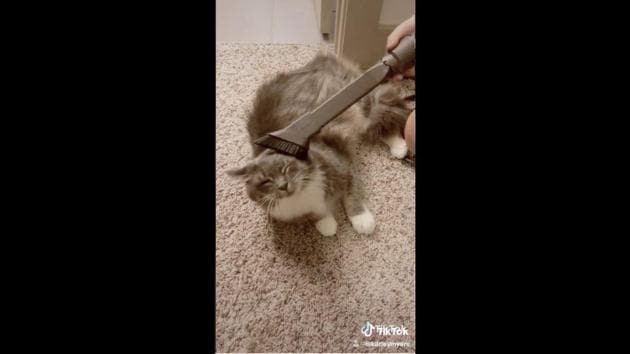 The image shows the derpy cat in question.(TikTok/@karleymyers)