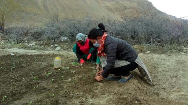Farmers in Spiti valley have decided to grow traditional crops instead of commercial crops even if it translates into losses.(HT PHOTO)