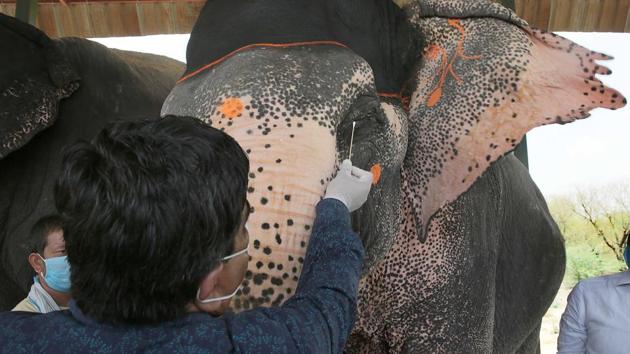 Dr. Arvind Mathur, a veterinarian, collects a swab sample from an elephant for Covid-19 testing during a medical camp organised by the Forest Department at Hathi Gaon (elephant village) in Jaipur. The testing of the elephants began on June 11 in the state, which is home to more than 110 elephants. Sixty-three of them live in the sprawling complex of the elephant village and 50 live with owners in areas around Amber Fort. (Himanshu Vyas / HT Photo)