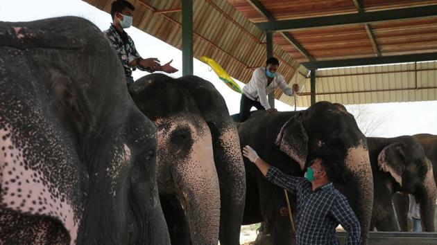 A mahout is handed medicines and nutrients during a medical camp organised by the Forest Department at Hathi Gaon (elephant village) in Jaipur on June 11. Rajasthan has crossed 25,000 Covid-19 tests a day, the third highest figure after Delhi and Tamil Nadu, and the state has now started testing its elephants for coronavirus infections. (Himanshu Vyas / HT Photo)