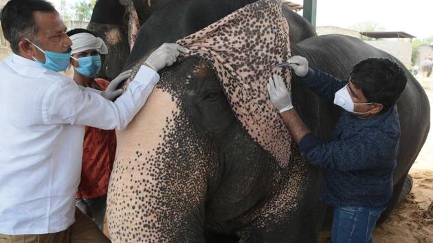 The camp has been organised by the state forest department in collaboration with Hathi Gaon Vikas Samiti. There are similar camps held every six months to check elephants for various ailments. However, this is for the first time the gentle giants are being tested for the coronavirus. (Himanshu Vyas / HT Photo)