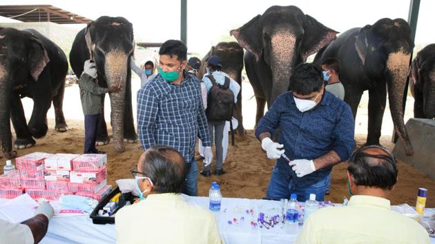Dr. Arvind Mathur (R) handles a swab sample from an elephant for Covid-19 testing during a medical camp. “Swabs have been taken from elephants for the first time in Rajasthan. We will send the samples to the Indian Veterinary Research Institute (IVRI) in Bareilly,” said Mathur. (Himanshu Vyas / HT Photo)