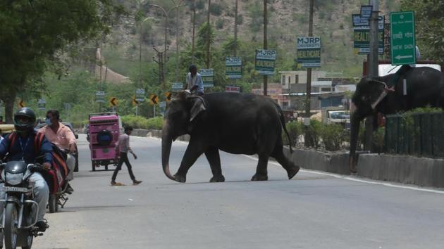 Mahouts walk their elephants to a medical camp organised by the Forest Department at Hathi Gaon (elephant village), in Jaipur on June 11. (Himanshu Vyas / HT Photo)