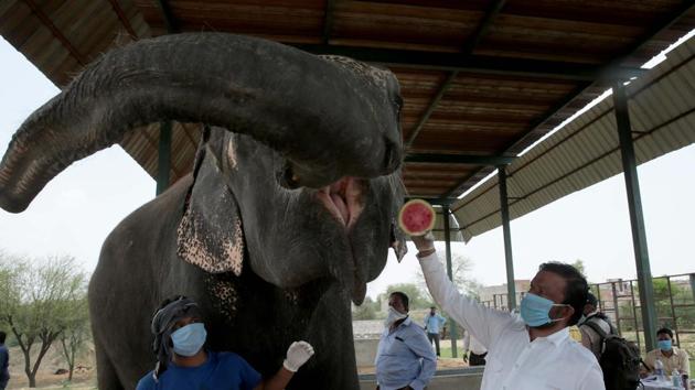 Ballu Khan, President of Hathi Gaon Vikas Samiti, feeds watermelons to an elephant during sample collection for Covid-19 testing at a medical camp. Khan said getting the elephants tested for Coronavirus will keep the animals healthy and boost the confidence of visitors. He said around 8,000 families are directly or indirectly dependent on elephants in the state. (Himanshu Vyas / HT Photo)