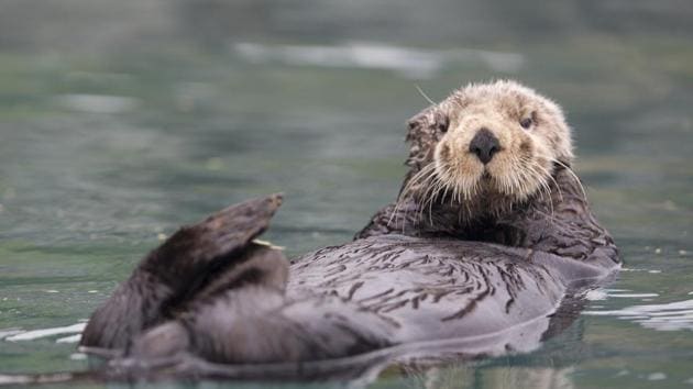 Reintroduced otter populations in Canadian west coast yield economic