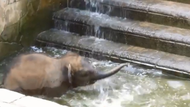 The image shows the baby elephant enjoying a bath.(Screengrab)