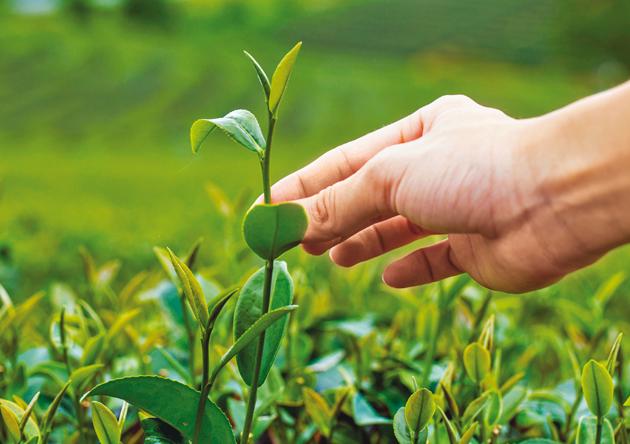 The leaves at the top of the tea bush are said to have the lowest fluoride concentrations(Shutterstock)