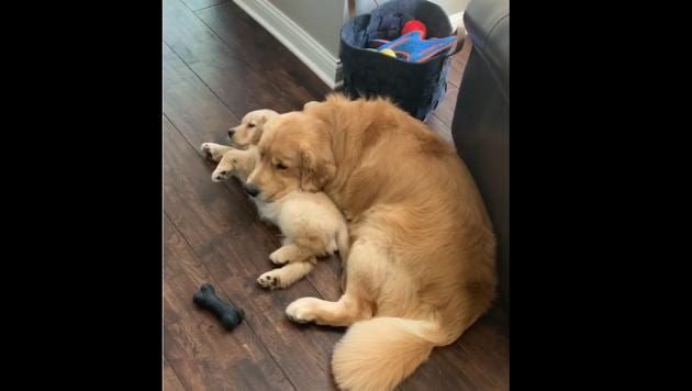 Doggo siblings Bodie and Riggs enjoying some lazy time.(Instagram/@charlieandbodie)