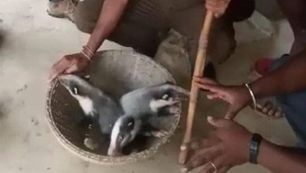The two baby hog badgers were found near a village in Dhalai district of Tripura.(HT PHOTO)