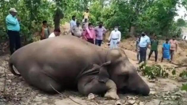 Two female wild elephants were found dead in the jungles of Pratapur forest range of Surajpur on Tuesday and Wednesday.(HT Photo)