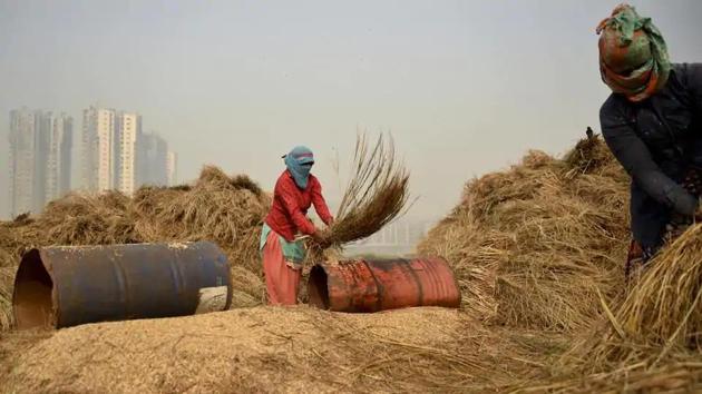 Farm workers in Noida thrash harvested paddy crop to separate the grains.(AP File Photo)