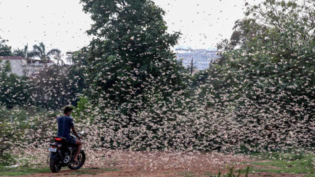 A man rides a bike as a swarm of locusts fly over a field in Bhopal.(PTI Photo)