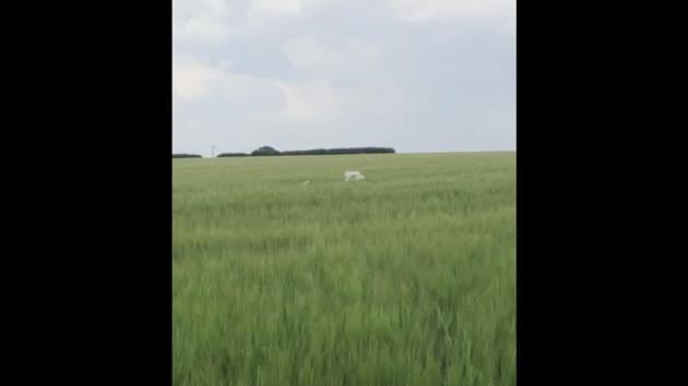 The image shows a doggo running around in a field of tall grass. (Reddit/@HappyWoofs) The image shows a doggo running around in a field of tall grass. (Reddit/@HappyWoofs)