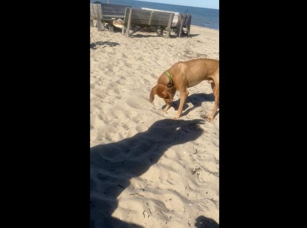 The photo shows a pooch on a beach with his hoomans.(Reddit/@thereoncewasaJosh)