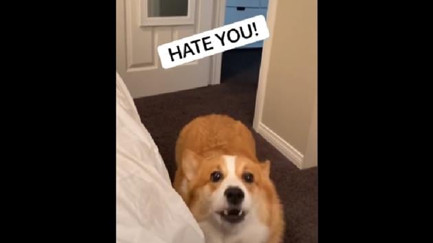 The clip ends with an annoyed Hammy coming back to declare that he hates them both.(TikTok/@hammyandolivia) The clip ends with an annoyed Hammy coming back to declare that he hates them both.(TikTok/@hammyandolivia)