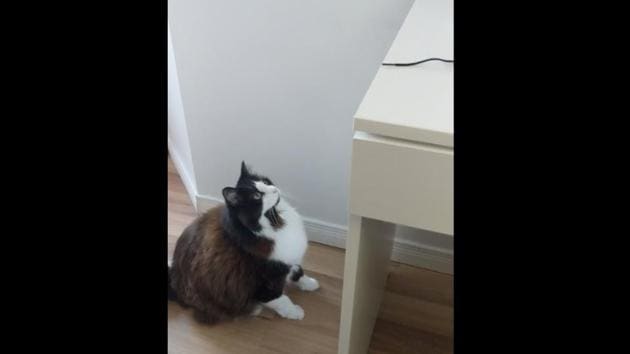 The recording shows Boris, the cat standing next to a desk. (Reddit/@doyouknowBRD) The recording shows Boris, the cat standing next to a desk. (Reddit/@doyouknowBRD)